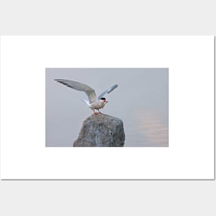 Common Tern Posters and Art